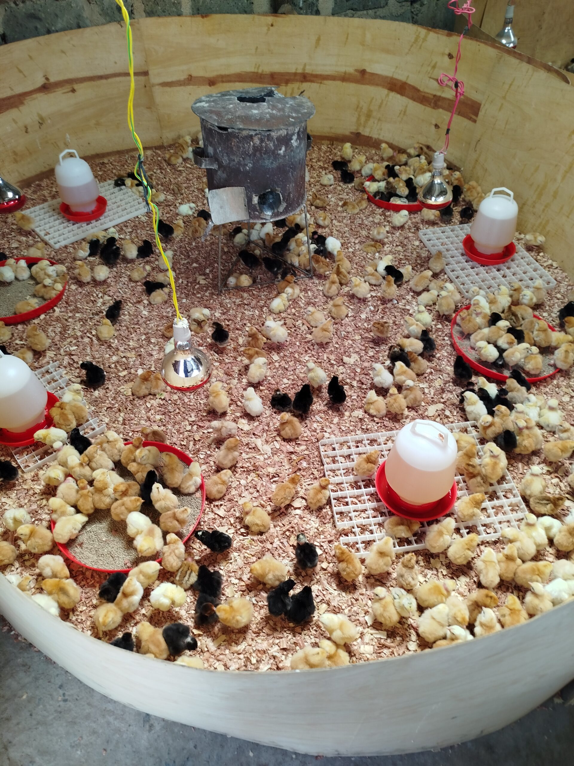Caring for Day-Old Chicks: Your Step-by-Step Guide to a Healthy Start in Kenya