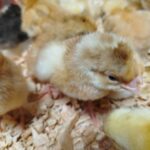 KENBRO CHICKS: DETAILED VIEW OF THE DUAL PURPOSE CHICKEN